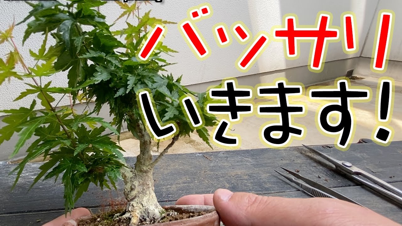 琴姫もみじの葉透かし・・・と剪定Kotohime maple leaf watermark ‧‧‧ and pruning