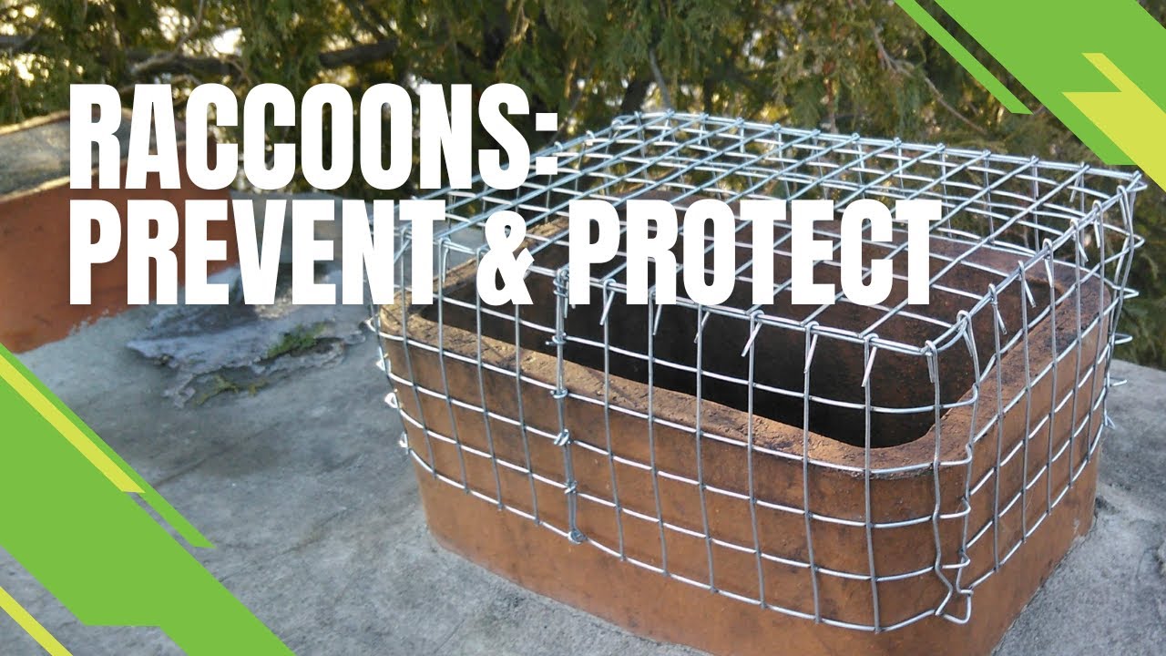 Raccoons - Prevent & Protect - Skedaddle's Three Step Process