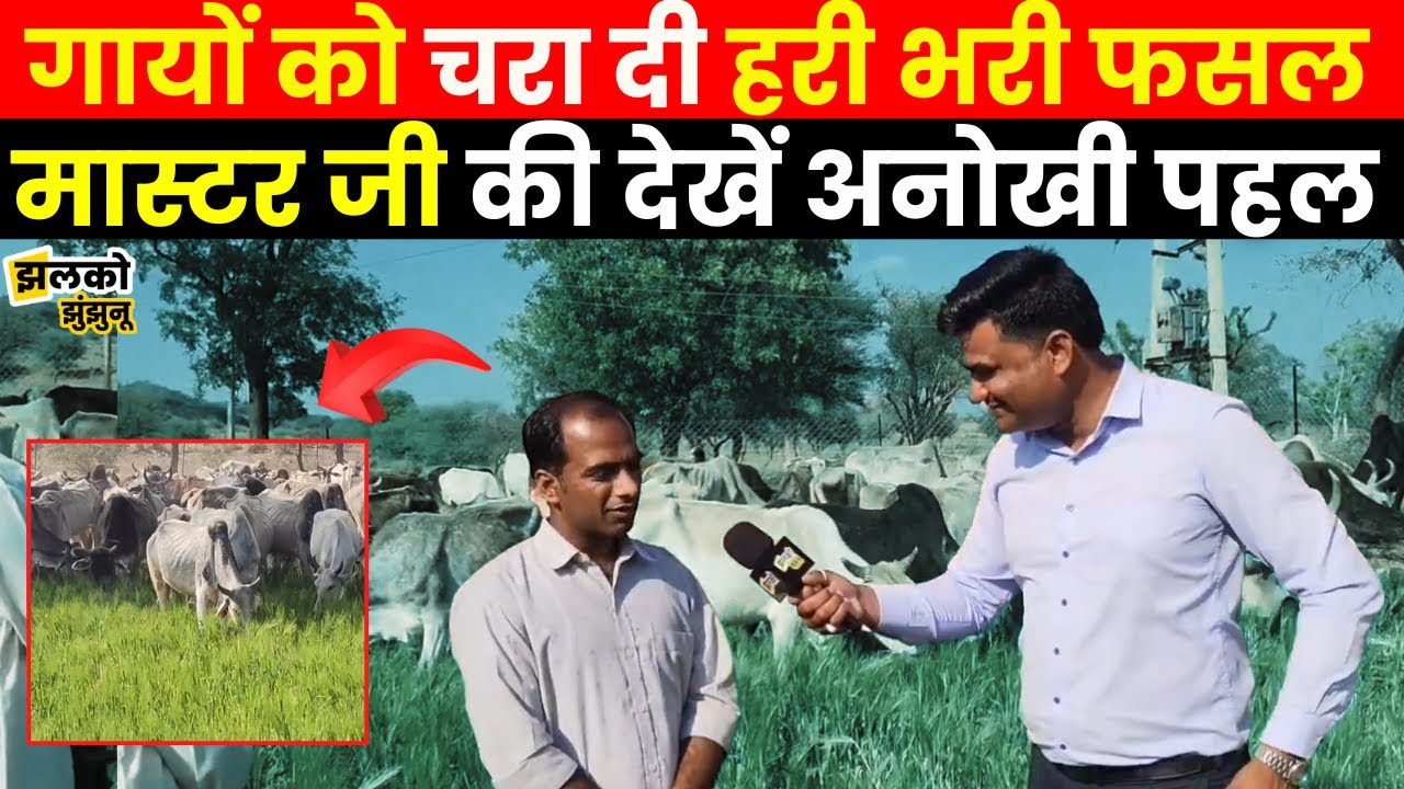 Jhunjhunu में मास्टर जी ने अपने हरे भरे खेत में चरा दी गायें, वीडियो में देखें क्या बताई वजह ~