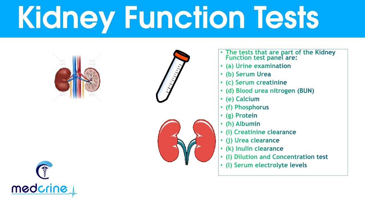 Kidney Function Tests and Interpretation of Results.