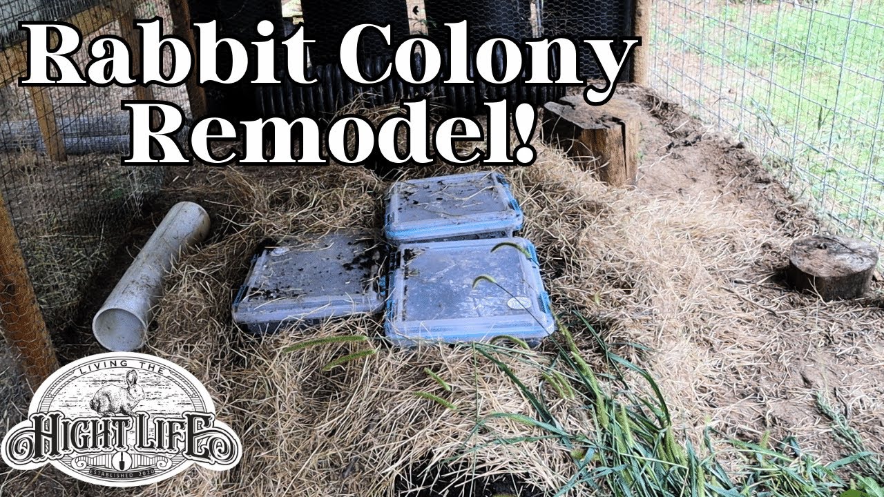 RABBIT COLONY REMODEL! UPGRADING THE BUCKET BURROW SYSTEM. Raising rabbits in a colony