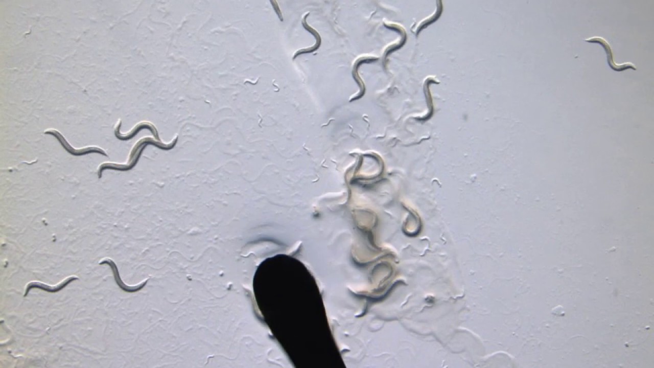 C. elegans: How to pick a worm, or two.