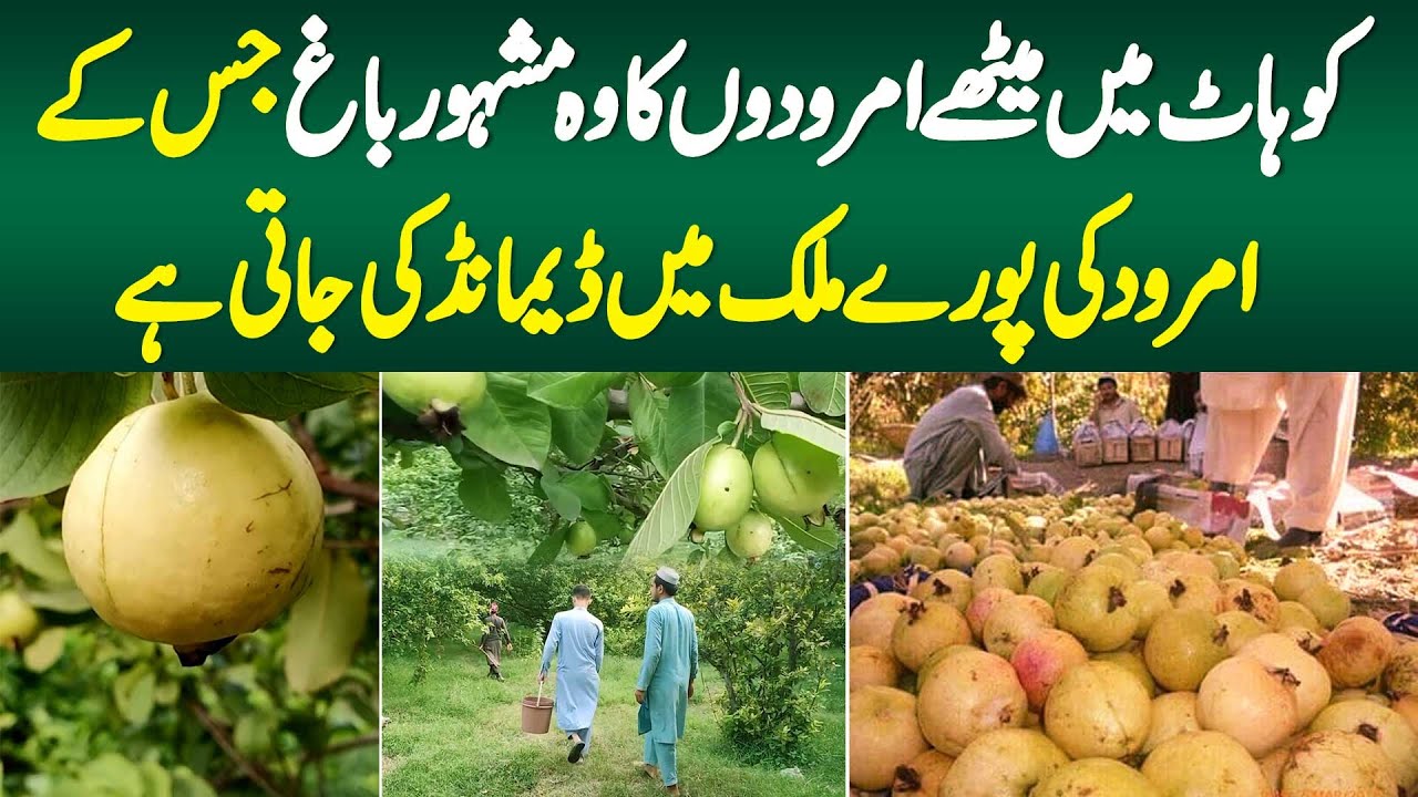 Kohat Me Meethe Amroodon Ke Wo Famous Garden Jis Ke Amrood Ki Puri Mulk Me Demand Ha