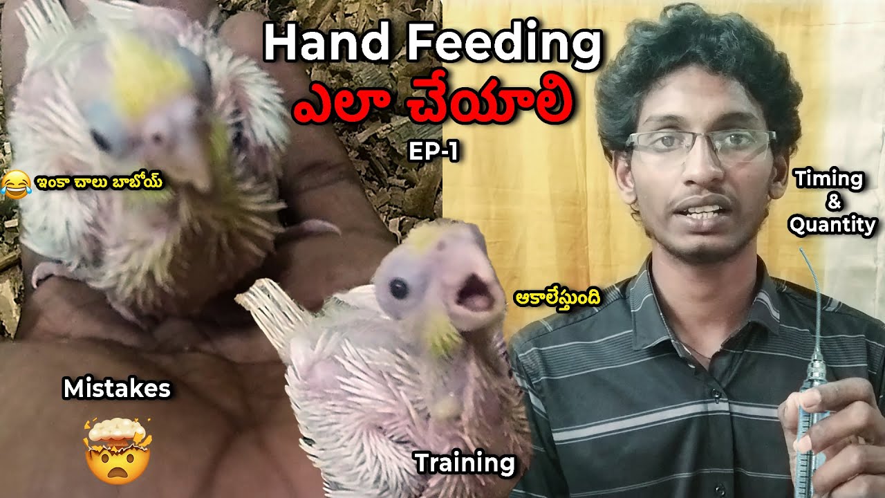 “Ee Angle లో  Hand Feeding Chesava? Chick DEAD 😱”  #handfeeding #cocktail #cockatiel