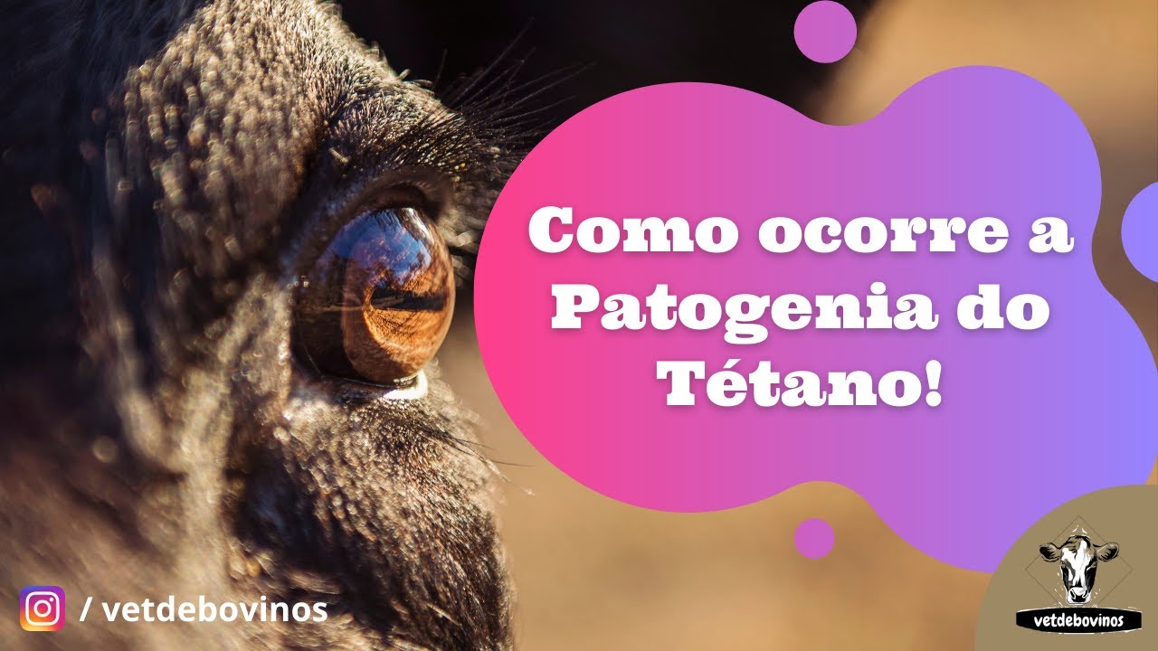 Como ocorre a Patogenia do Tétano #002