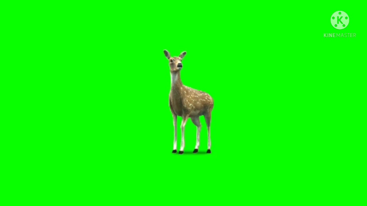 copyright free deer animation/Green screen copyright free
