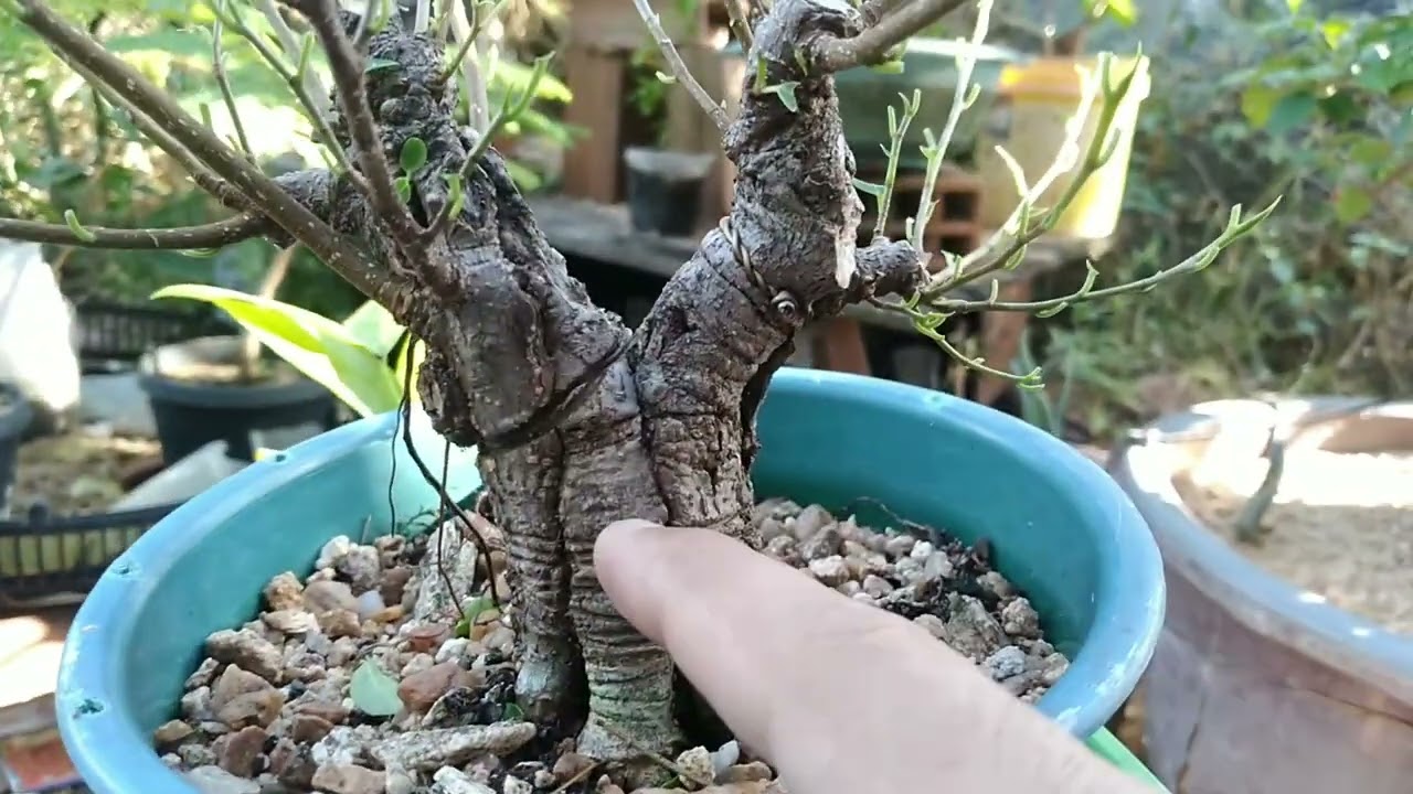 BONSAI DE FICUS FUSÃO DE TRONCOS!