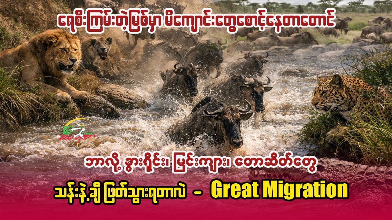ရေစီးကြမ်းမြစ်မှာမိကျောင်းတွေစောင့်နေတာ ဘာလို့နွားရိုင်း၊မြင်းကျား၊တောဆိတ်တွေသန်းနဲ့ချီဖြတ်သွားရတာလဲ