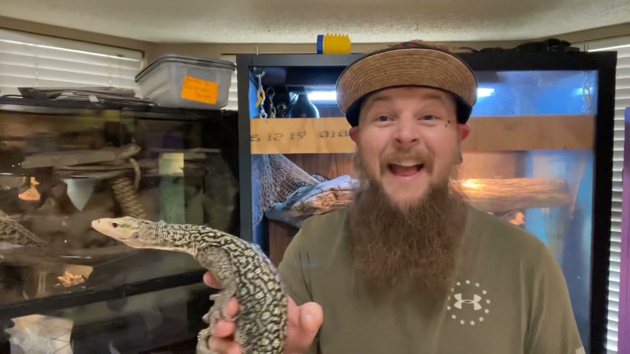 Varanus Melinus Our new female!