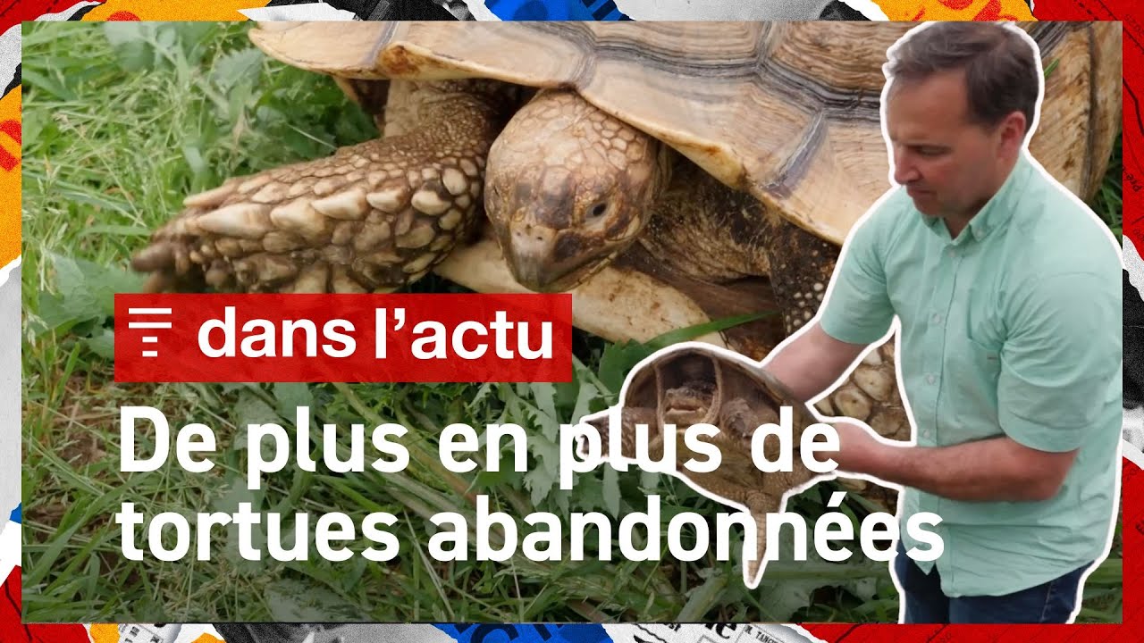 En Bretagne, un refuge unique pour des centaines de tortues abandonnées