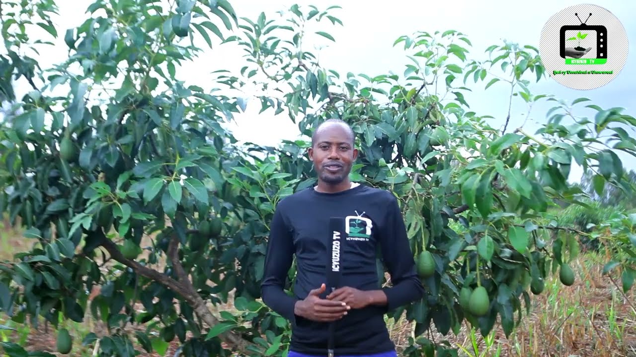 Kayonza|Niyigenera Antoine ni Umuhinzi wabigize umwuga mubuhinzi bw'avoka ubu afite 6 hectares