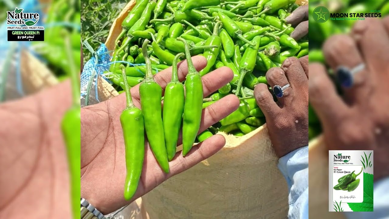 Green Queen | Ashraf Khanzada’s Amazing Harvest & Muzzammil Laghari’s Exclusive Interview