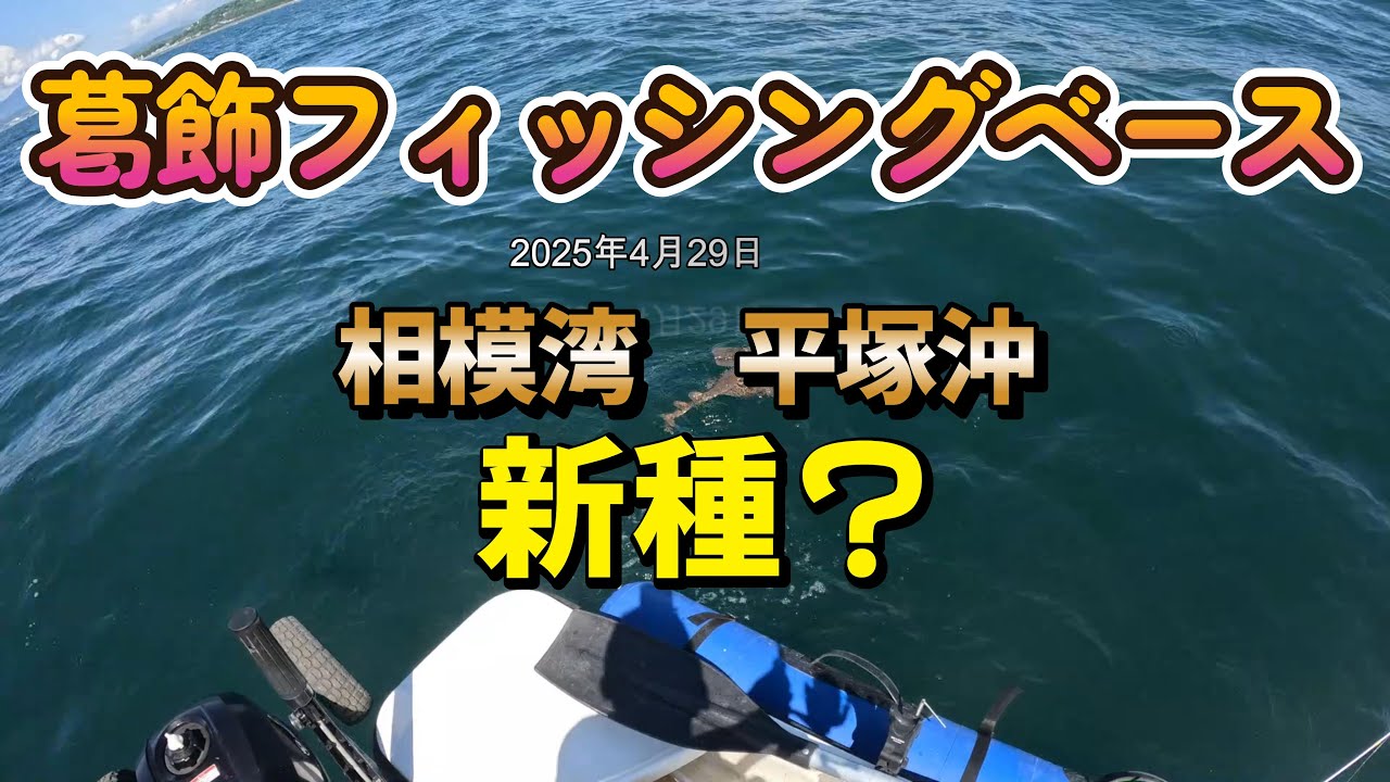 平塚フィッシャリーナから初の泳がせ釣り！マゴチ狙い