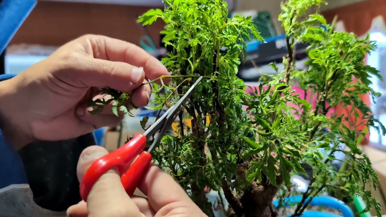 Ming Aralia - Trim and repot