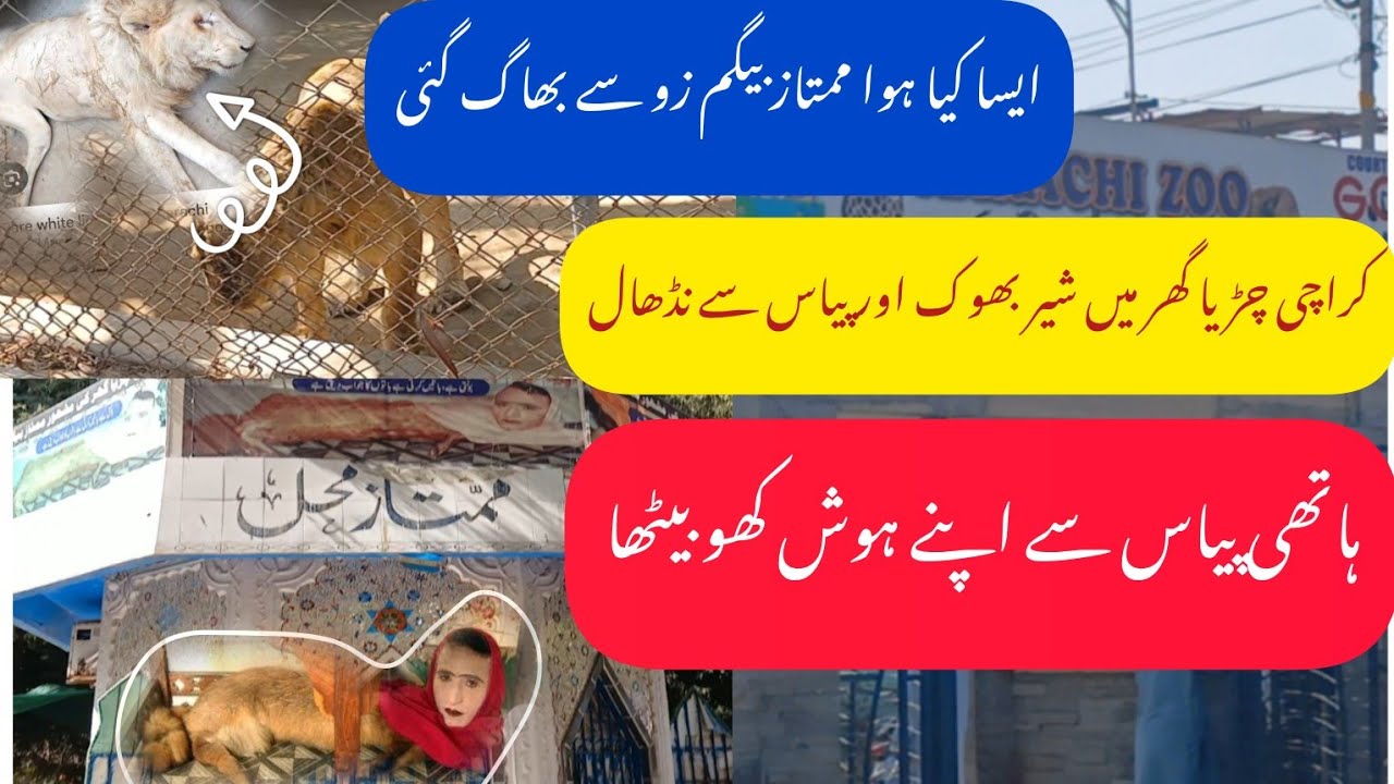 چڑیا گھر میں شیر بھوک اور پیاس سے نڈھال | پیاس سے ہاتھی نڈھال | ایسا کیا ہوا ممتاز بیگم بھاگ گئی