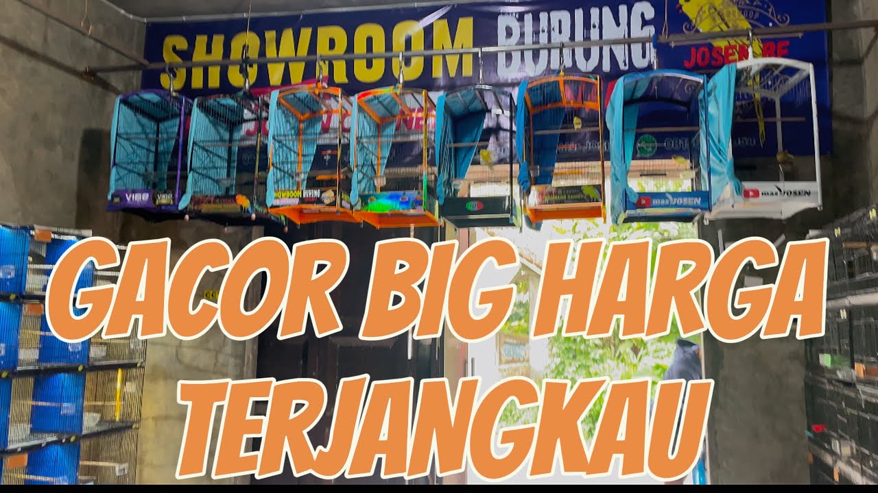 BORONG KENARI LEBIH MURAH