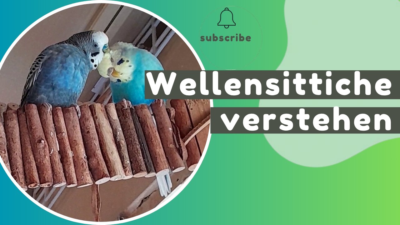 Wellensittiche verstehen: Verhalten der Wellis einfach erklärt 🦜