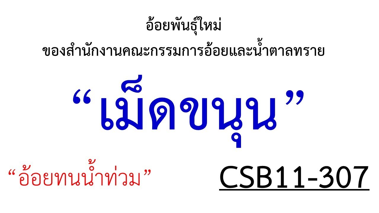 อ้อยเม็ดขนุน : อ้อยทนน้ำท่วม