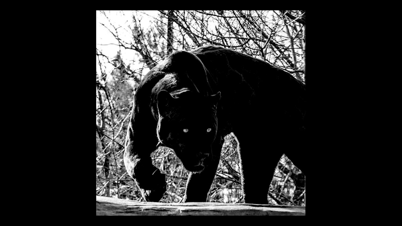 Yeat Type beat | Trap beat - ''Panther''