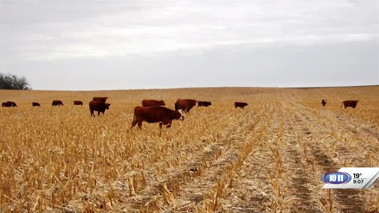 Nebraska Extension gives update on status of Nebraska beef industry