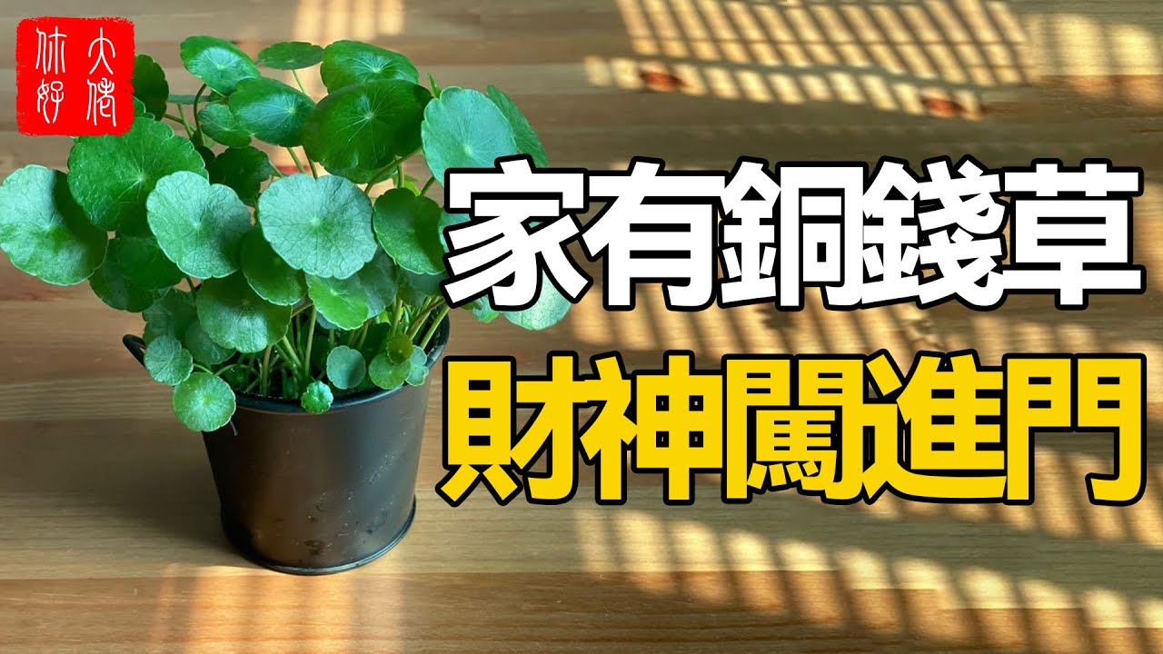 家中此處養盆銅錢草，財神天天來做客，無憂無慮不缺錢！99%人都不知道！#大佬你好啊
