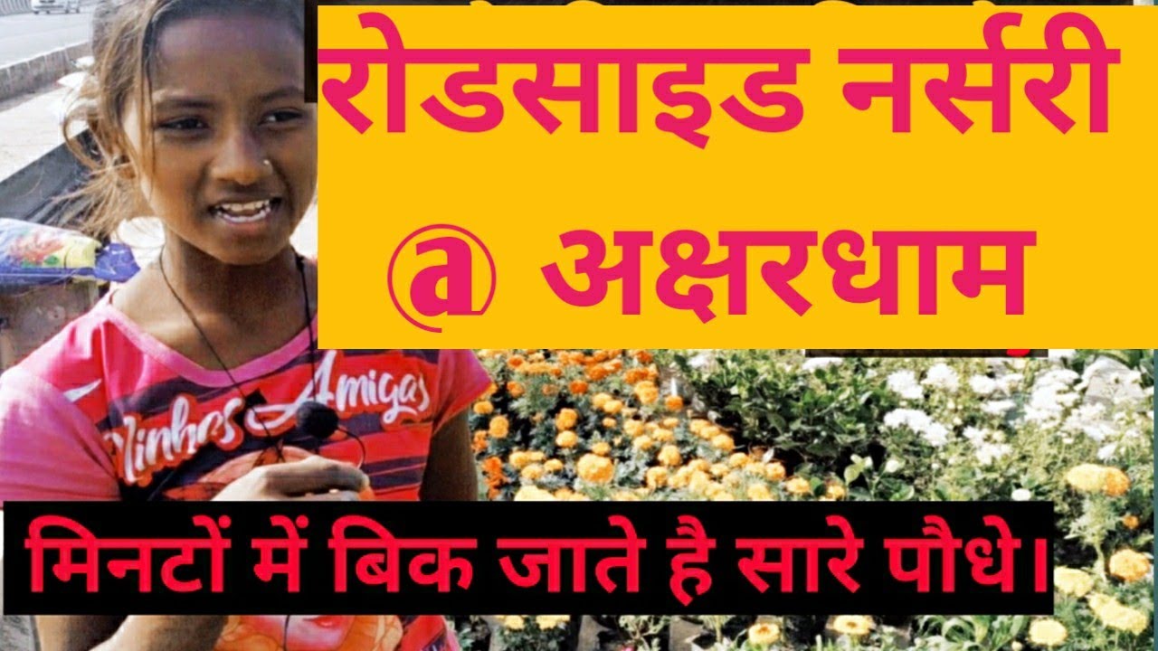 Roadside Nursery @Akashardham. Cheapest roadside nursery in India. Live proof।