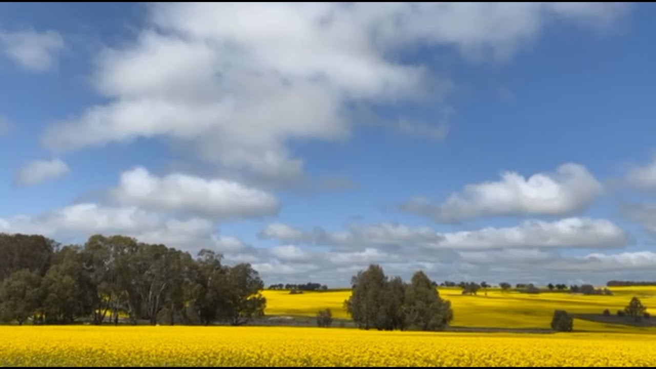 Exploring the Stunning Canola Fields of York, Western Australia 🌾💛