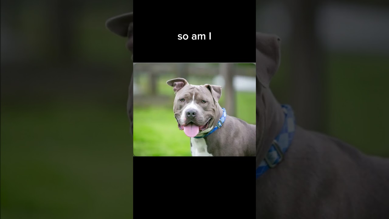 Pit bulls are sweet too #stop animal abuse#animals #sad #fyp #shorts #shortsfeed #dog