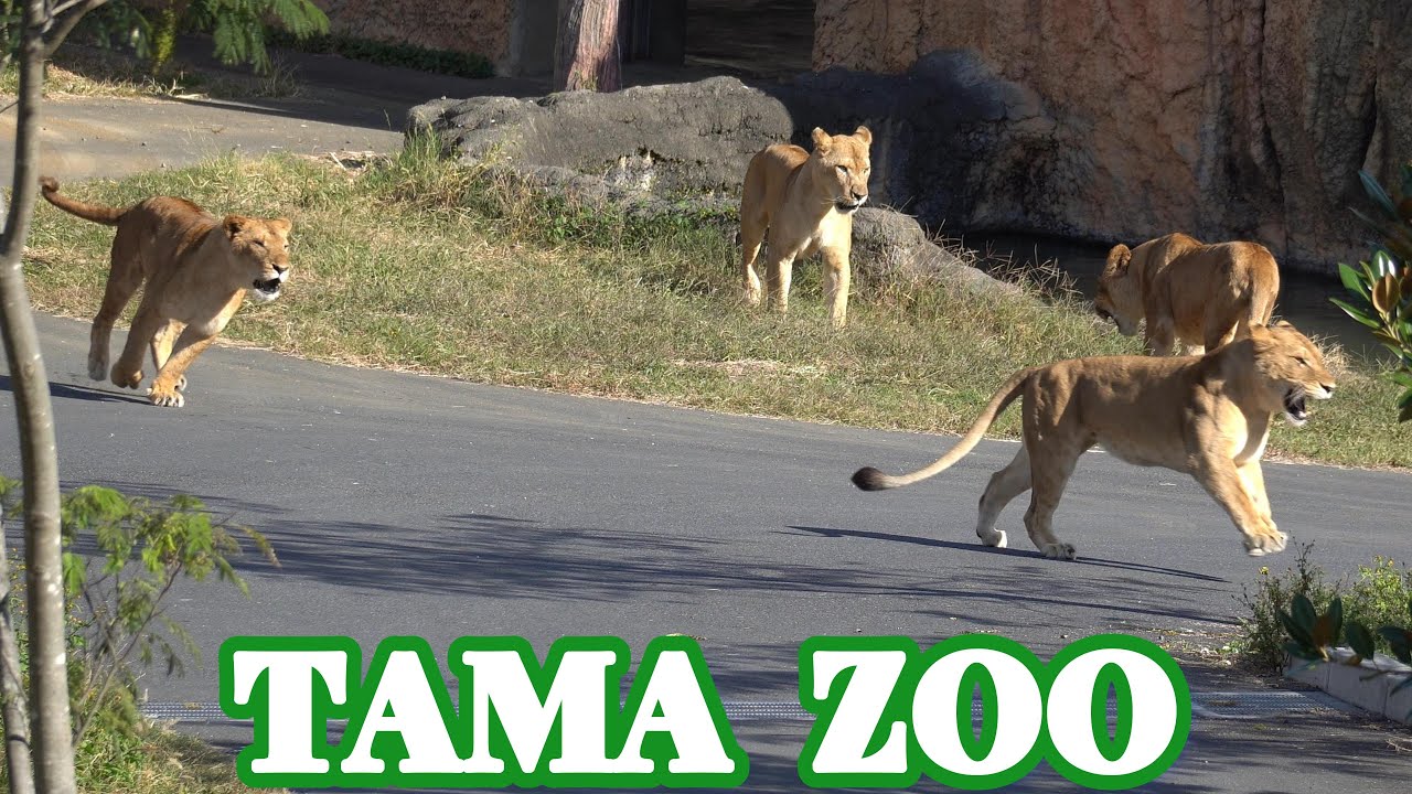 🦁😸多摩動物公園ライオン園ドキュメンタリー