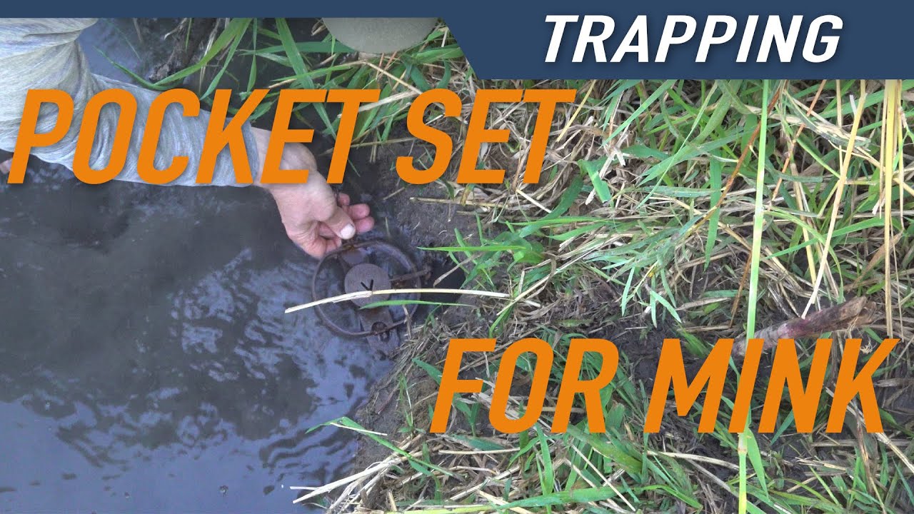 HOW TO TRAP MINK | Hunters Connect