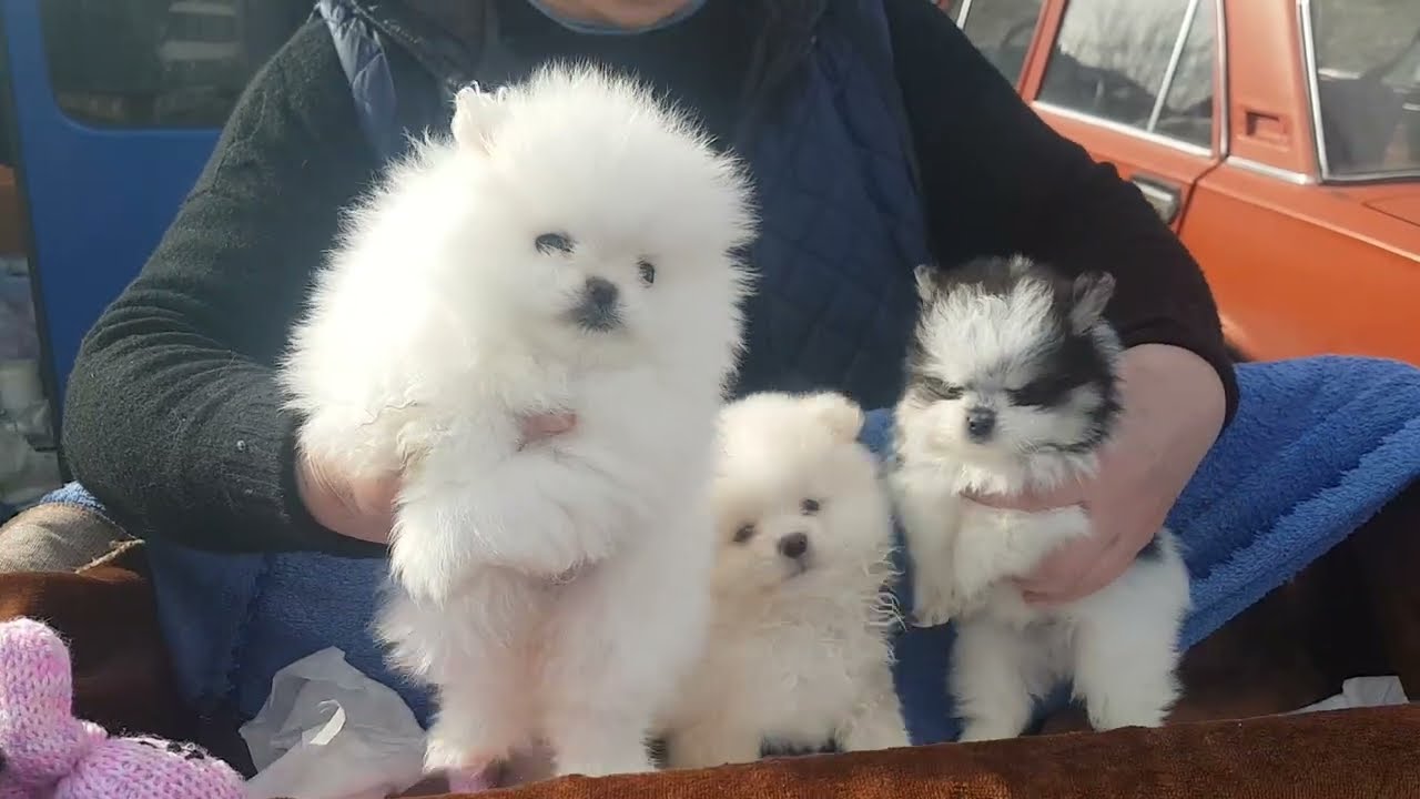 28.03.26г. Кривой Рог. Племенной сезон, последние приобретения.