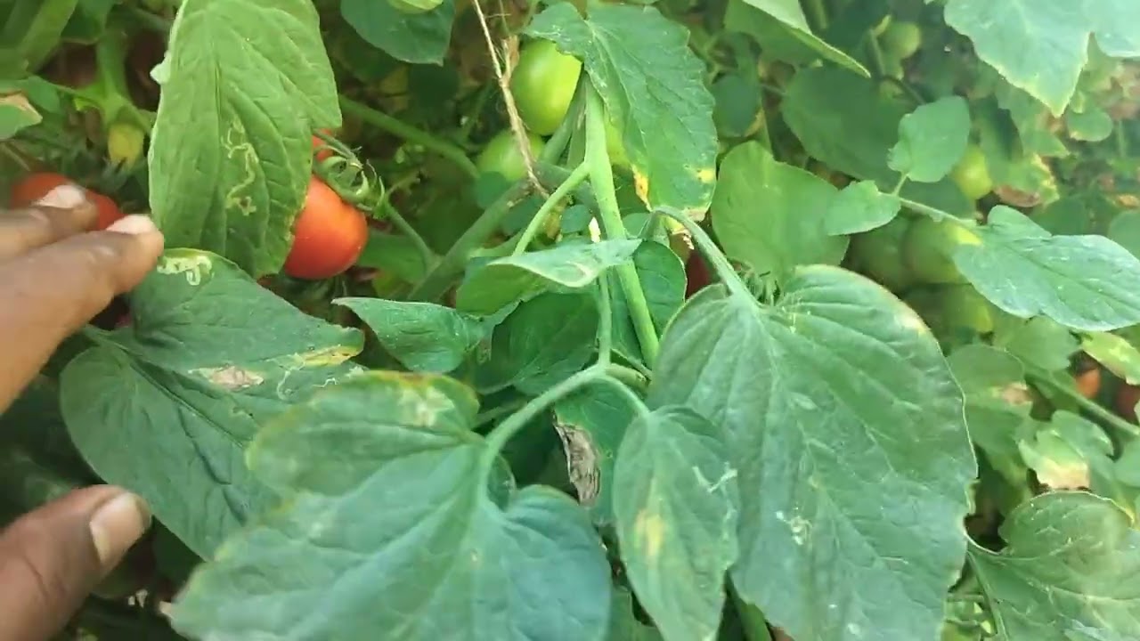 Tomato 🍅 cultivation 