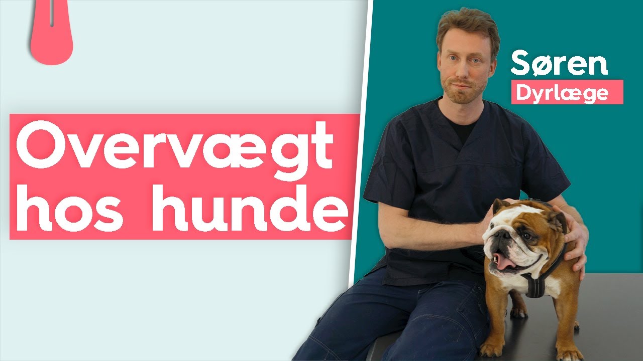 OVERVÆGTIG HUND - Hvordan taber min hund vægt? | Vuffeli