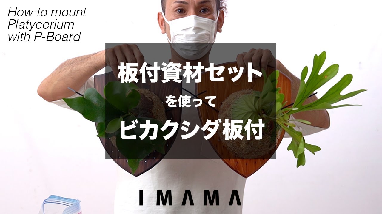 【HOW TO】資材セットを使ったビカクシダ板付動画