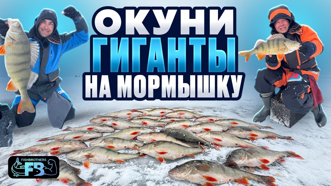 Как поймать крупного окуня на мормышку. Лучшая рыбалка в жизни!  Зимняя рыбалка мечты.