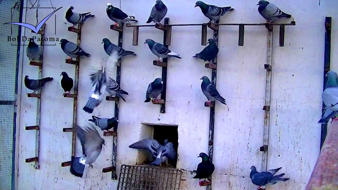 Racing Pigeons listen to training commands