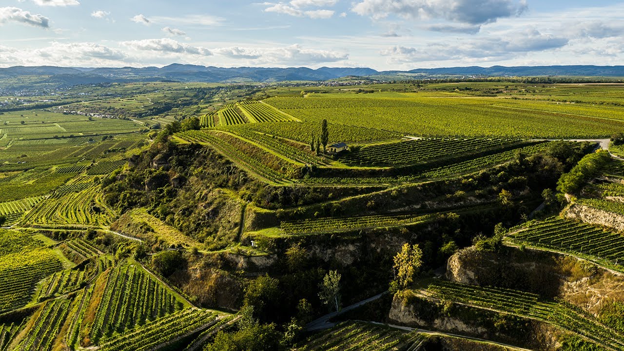 Das Lenz Moser Weinjahr 2020