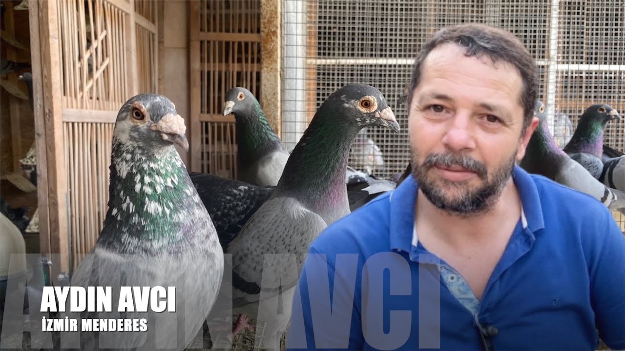 Şampiyon Posta Güvercinleri Aydın Avcı (Bricon)