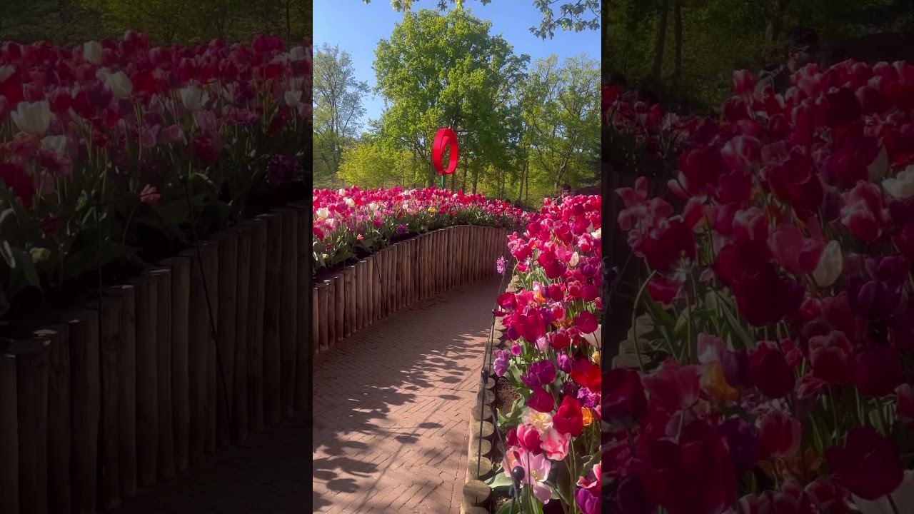 #keukenhof