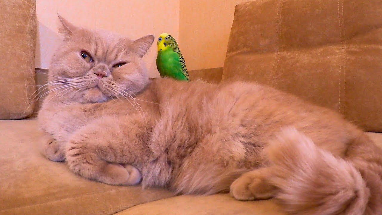 Забавная парочка кот Марсик и попугай Кеша. Cat and parrot.