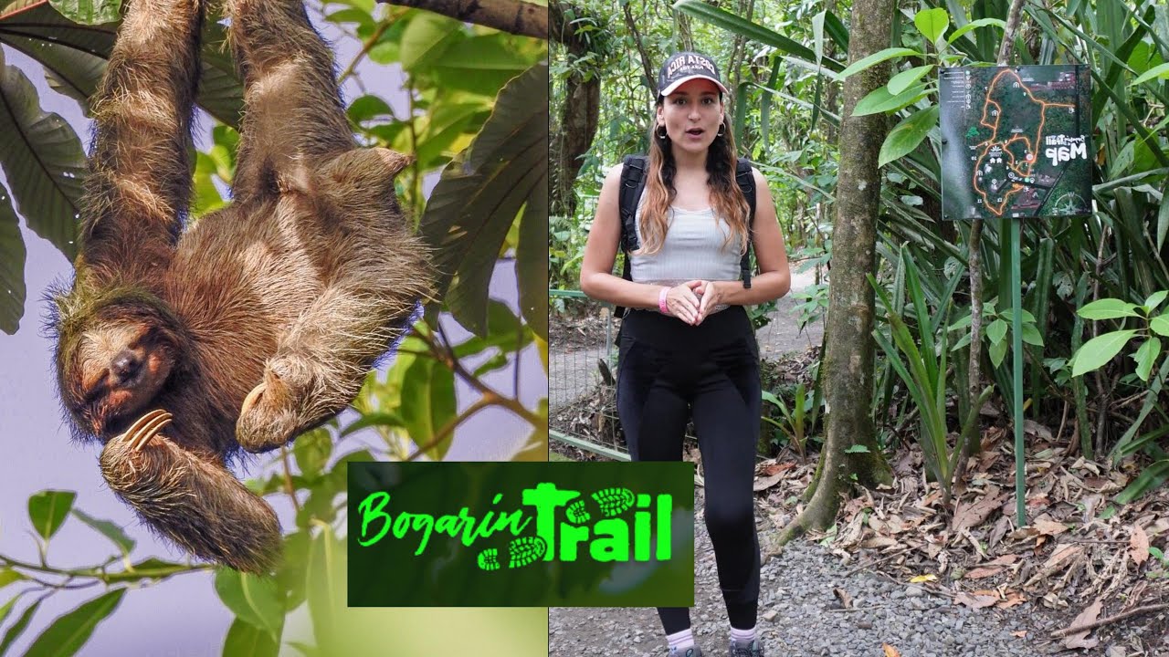 Tour de OSOS PEREZOSOS en LA FORTUNA | Bogarin Trail