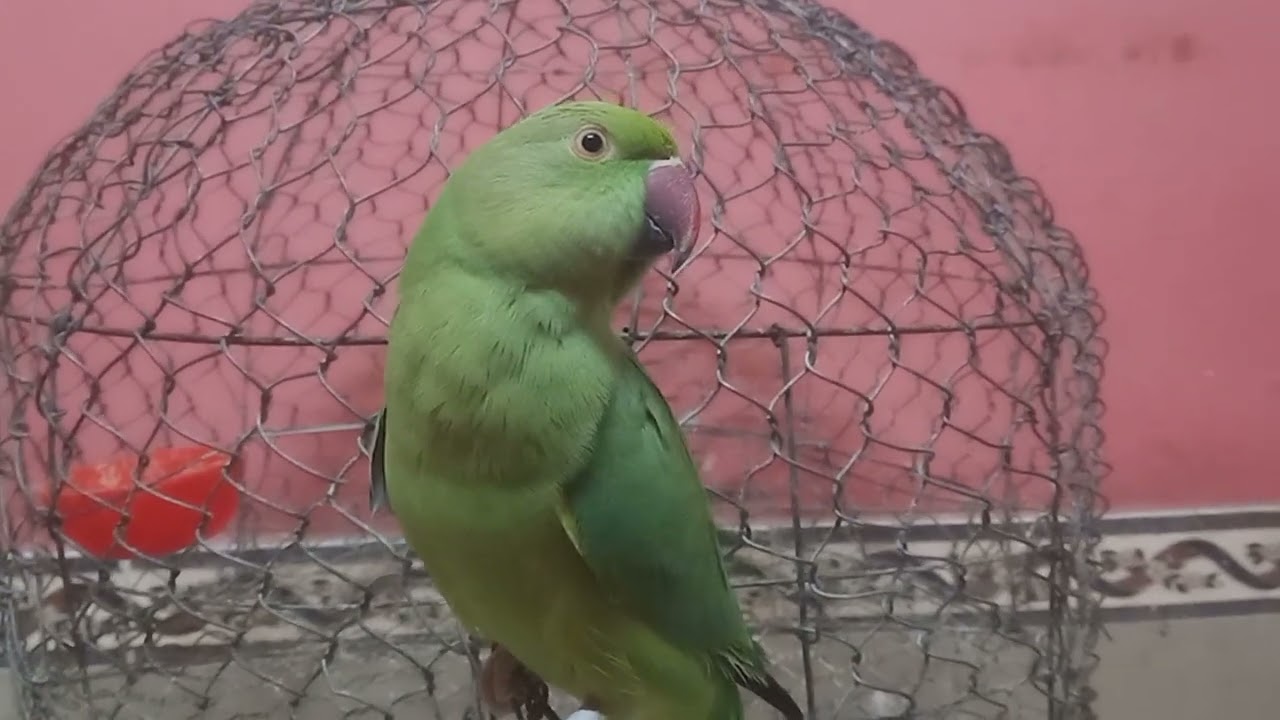 আমার ময়না 
