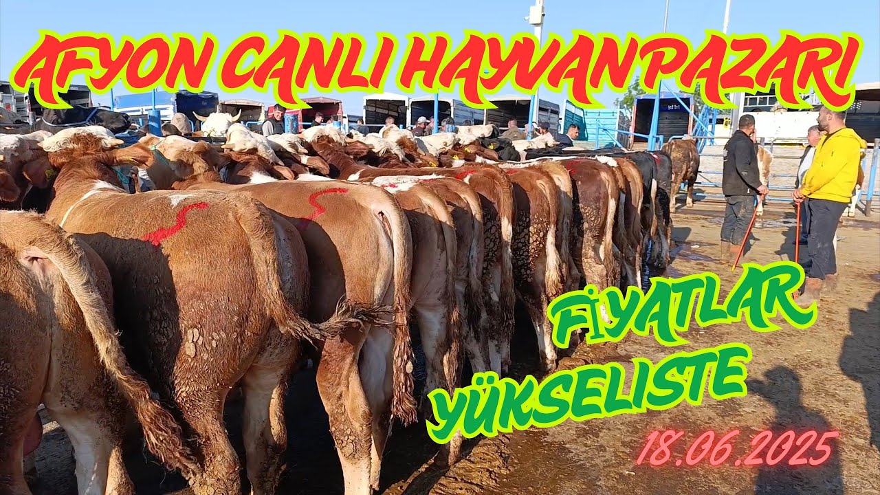 AFYON CANLI HAYVAN PAZARI 18 HAZİRAN G&Uuml;NCEL FİYATLAR -  LİVESTOCK CATTLE MARKET TURKEY