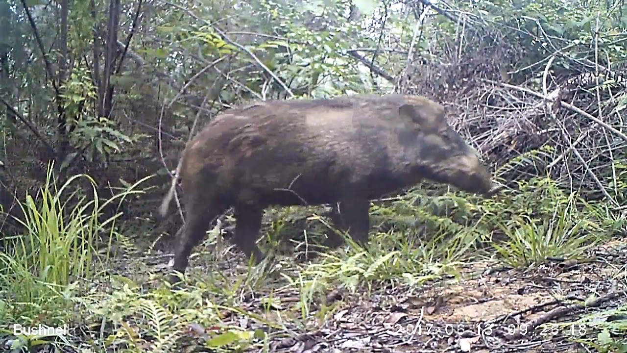 Wild Pig (Sus scrofa)