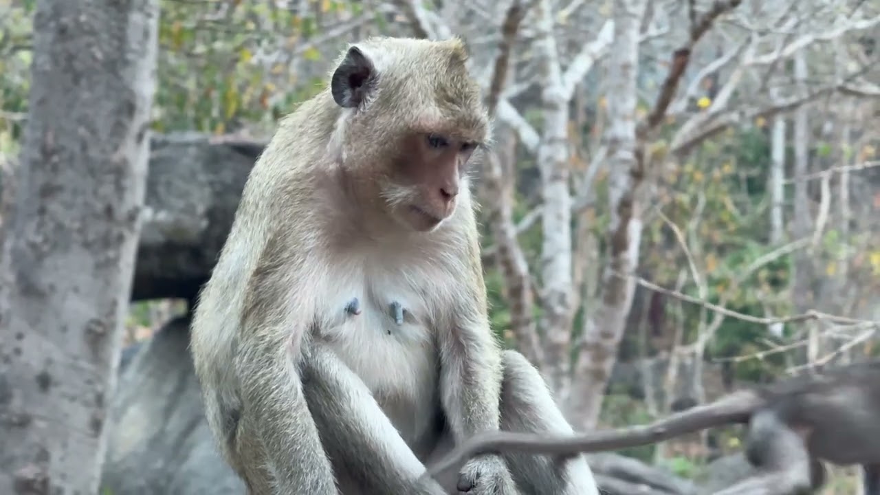 Many monkeys come to find food and eat what visitors give them