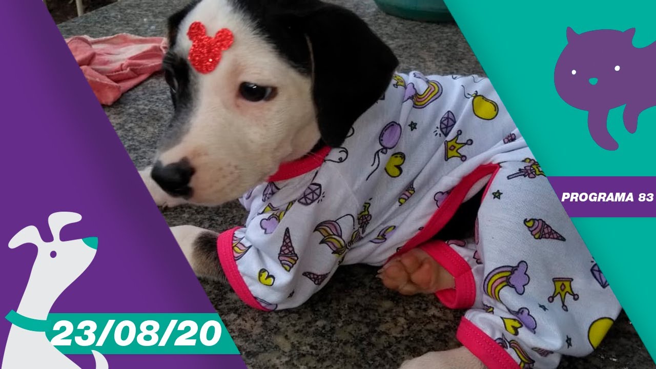 CANAL PET - Programa 83| 23/08/20 [COMPLETO]