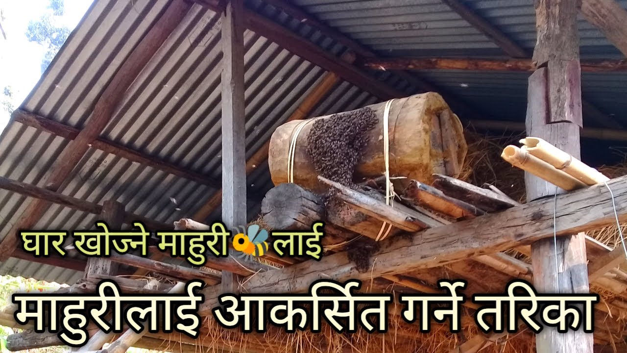 घार खोज्न आउने माहुरीलाई कसरी आकर्षित गर्ने?