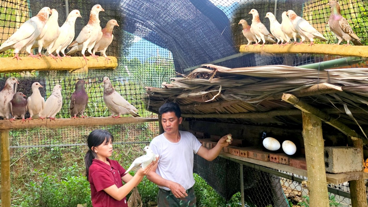 Dad and Phuong Vy built a coop for the pigeons to grow and lay their first eggs.