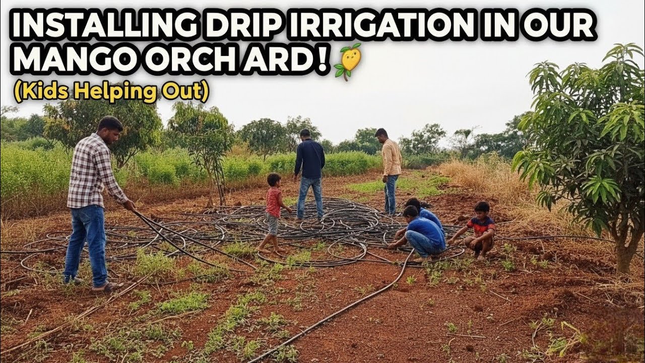 Fun & Hard Work: Fixing Drip Pipes in the Mango Garden with My Cousins!