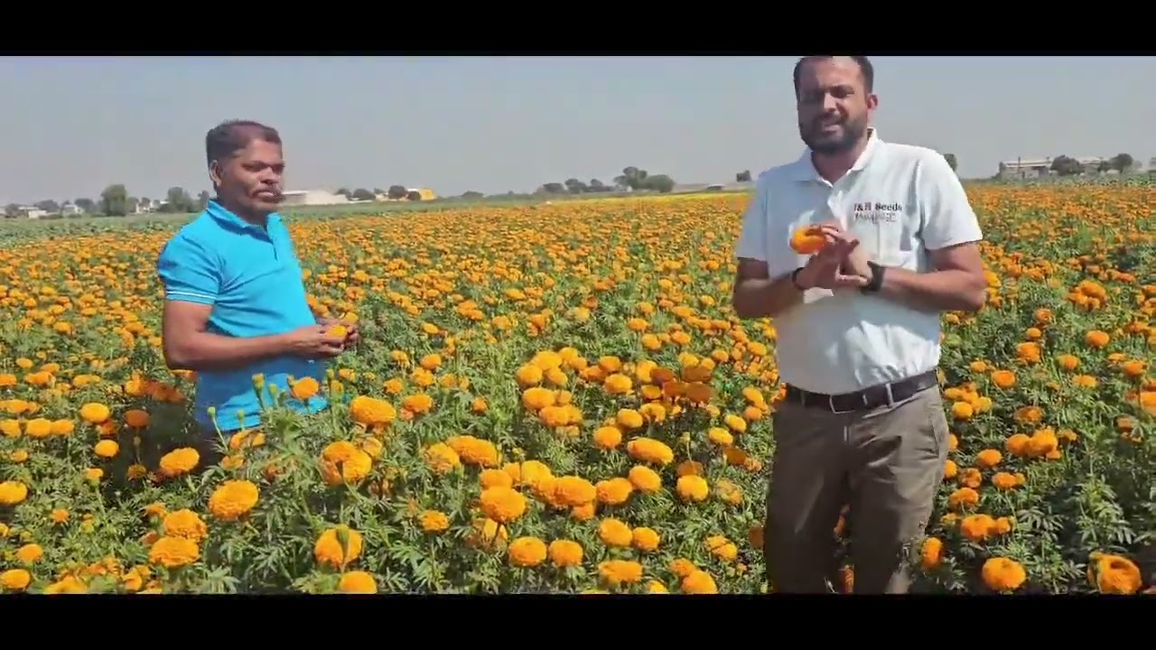 Indus marigold -Anmol ,best variety 